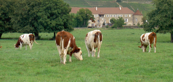 Vaches-paturage-Jura