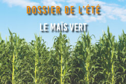 Dossier de l'été - Le Maïs vert