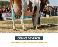 2026 09 26 comice de Vercel - TWINGO
