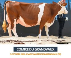 2026 10 03 Comice GRANDVAUX - SOLUTION